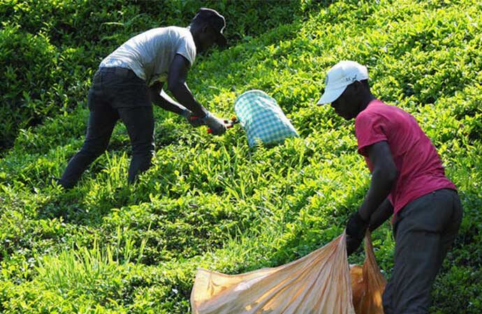 Çaykur’un çağrılarına rağmen Afrikalılar Rize’de çay topladı
