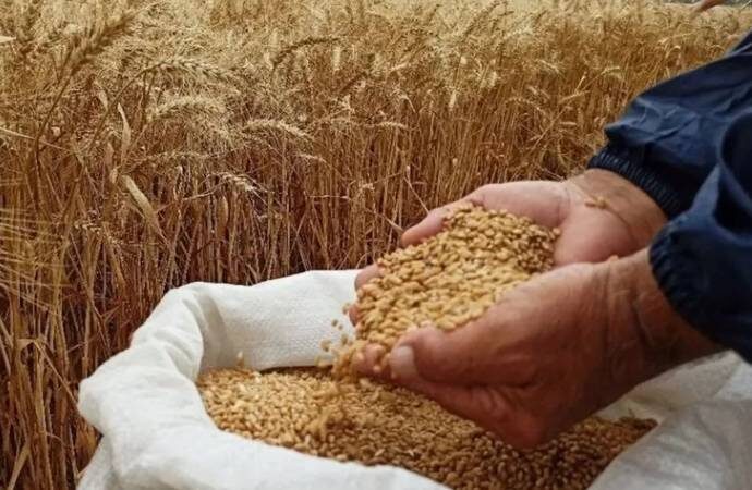 ‘Hindistan’dan ithal edilen buğday hastalıklı çıktı’