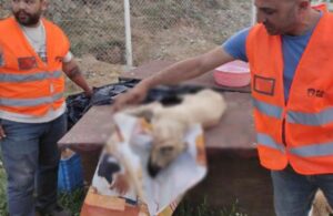 Ankara’da barınaktaki yavru köpekleri zehirleyerek katlettiler!
