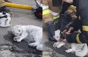 Yangından etkilenen kediyi hayata döndürdüler