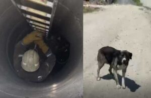 Kuyuya düşen köpek itfaiye ekiplerince kurtartıldı