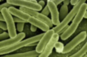 Gözle görülebilen ‘dev bakteriler’ keşfedildi