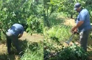 Maliyetlerini çıkaramayan çiftçi 250 kiraz ağacını kesti