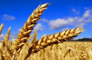 Hindistan Türkiye’nin geri gönderdiği buğdaylar için komisyon kurdu