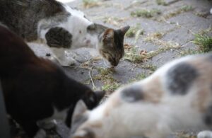 Kedilerde salgın iddiası! ‘700’ü öldü, bu işe devletin el atması şart’