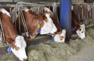 Arpa kararı fiyatları artırdı! ‘Et ve süte yüzde 20 zam gelecek’