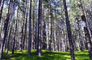 Kilis’te ormanlık alanlara giriş yasaklandı