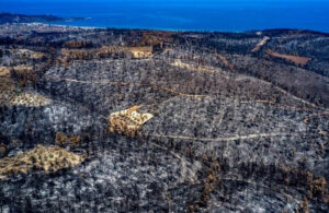 AKP’li vekilden orman katliamı itirafı! Suçu Orman Genel Müdürü’ne attı