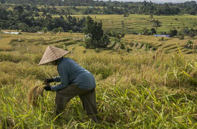 UNESCO’nun koruduğu tarlada pirinç hasadı başladı