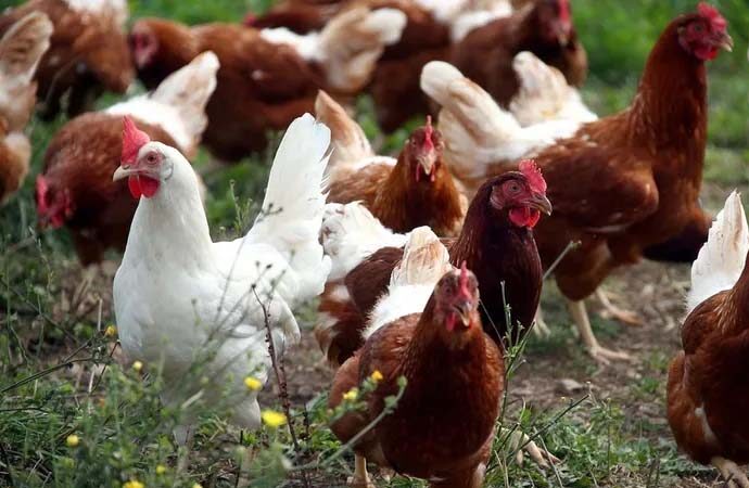 Taylandlı çiftçiler bronşiti önlemek için tavukları kenevirle besliyor!