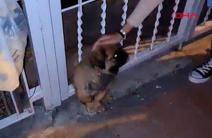 Kapı korkuluklarına sıkışan yavru köpek kurtarıldı