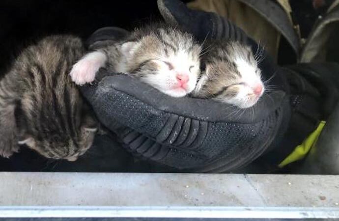 Yeni doğan kediler kurtarıldı