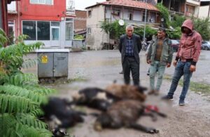 Erzurum’da kurbanlık koyunlar elektrik akımına kapıldı