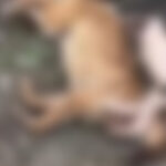 Bartın’da 56 köpeğin selde boğularak öldüğü ruhsatsız barınak yıkıldı