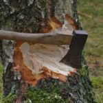 Orman Genel Müdürlüğü’nden ‘ağaç kesme’ talimatı
