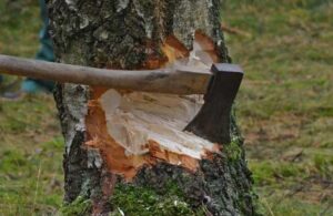 Orman Genel Müdürlüğü’nden ‘ağaç kesme’ talimatı