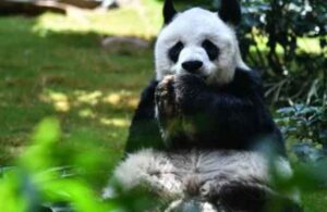 Dünyanın en yaşlı erkek pandası 35 yaşında hayatını kaybetti