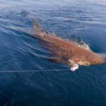 Mısır’da köpek balığı saldırısı! 2 ölü