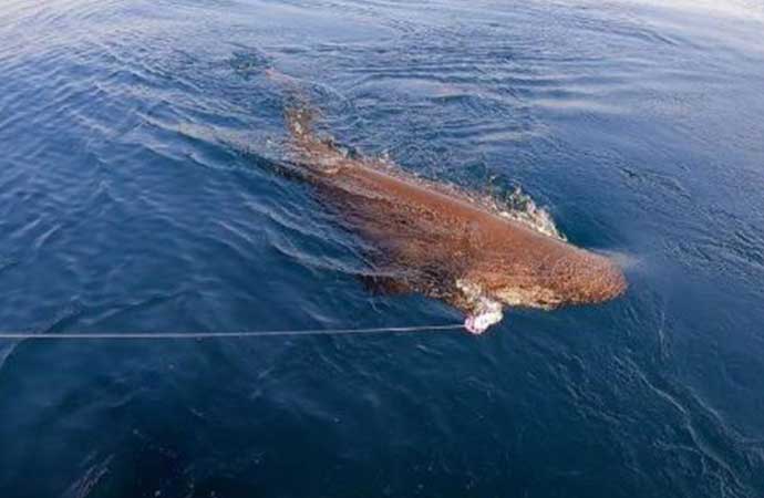 Mısır'da köpek balığı saldırısı! 2 ölü - Tele1