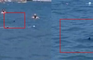 Sosyal medya ikiye bölündü! Marmaris’te görülen köpek balığı mı Akdeniz zarganası mı?