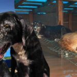 Sel felaketinden kurtarılan 30 köpek tedaviye alındı