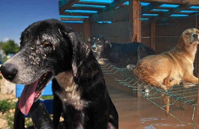 Sel felaketinden kurtarılan 30 köpek tedaviye alındı