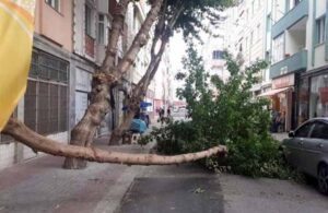 Şiddetli rüzgar ağacı devirdi