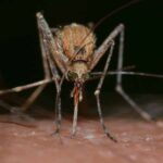 Sivrisineklerin hedeflerini nasıl seçtikleri ortaya çıktı