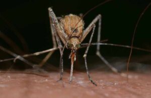 Sivrisineklerin hedeflerini nasıl seçtikleri ortaya çıktı