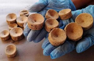 Patara’da 2 bin 600 yıllık köpek balığı ve vatoz kemikleri bulundu