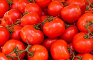 Antalya’da bedavaya yüklenen domates hale gelene kadar 6 lira oldu