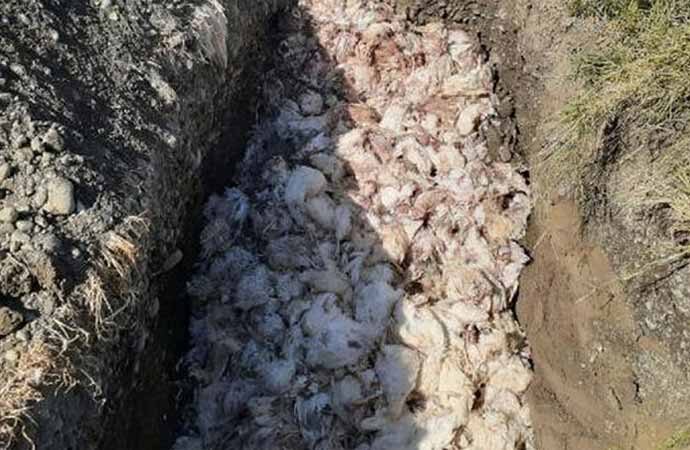 Fatura borcundan elektriği kesilen çiftlikte yüzlerce tavuk öldü