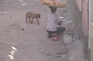 Simitçi çocuğun sokak köpeklerini beslediği görüntüler yeniden gündem oldu