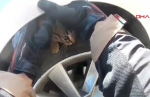 Sürücünün dikkati yavru kediyi ölümden kurtardı