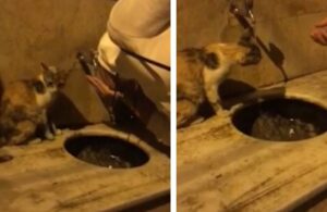 Kediye patisiyle su içmeyi öğretti