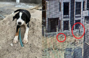 Adana’da bir cani pompalı tüfek ile yavru köpeği katletti
