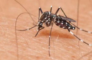 Sivrisinekler hastanelik etmeye başladı! Şişlik, yara, kaşıntı