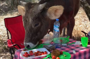 Piknik alanına giren inek masadaki yiyecekleri yedi