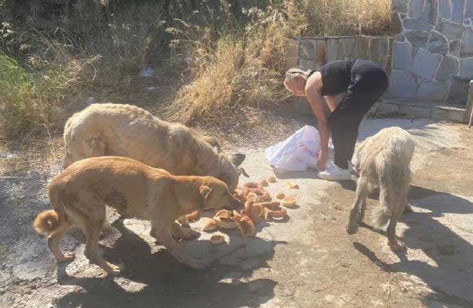 AKP’li belediye sokak köpeklerini ölüme terk etti! 250 köpek zehirlenmişti