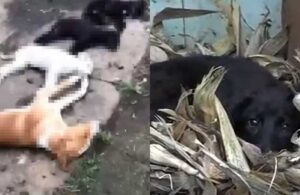 6 köpek zehirlenerek öldürüldü! ‘Kimyasalla öldürme’ iddiasına soruşturma
