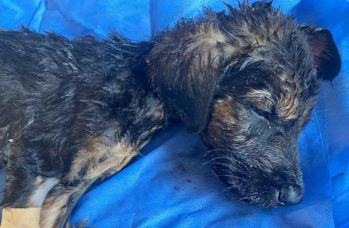 Ölüme terk edilen köpekler Tarsus Belediyesi’nce kurtarıldı