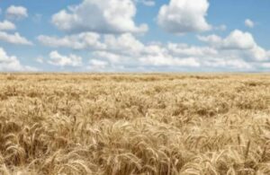 Türkiye 495 bin ton buğday ithal edecek