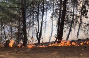 Tekirdağ’da orman yangını! 3 hektar alan zarar gördü
