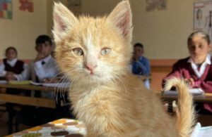 Yavru kedi ‘Mandalina’ öğrencilerle derse giriyor