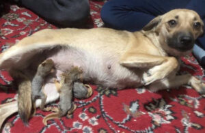 Köpek Zeyna annelerinden ayrı düşen yavru sincapları sahiplendi