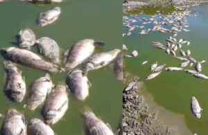 Bakırçay’ın ardından Dikili’de toplu balık ölümleri!
