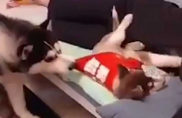 Kıskançlık krizine girdi sahibiyle uyuyan köpeği yere attı