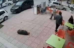 Yerde yatan köpeği görmeyen kadın takılıp düştü, görüntüler sosyal medyada gündem oldu