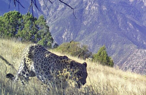 Anadolu leoparının görüntüsü fotokapana yansıdı