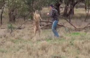 Köpeği korumak için kanguru ile dövüştü